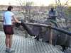Bonita Cronje - elephant feeding time!